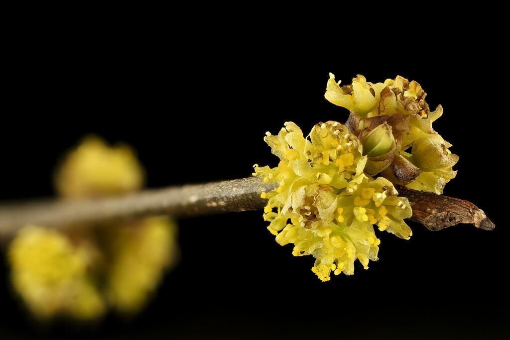 #17. Spicebush